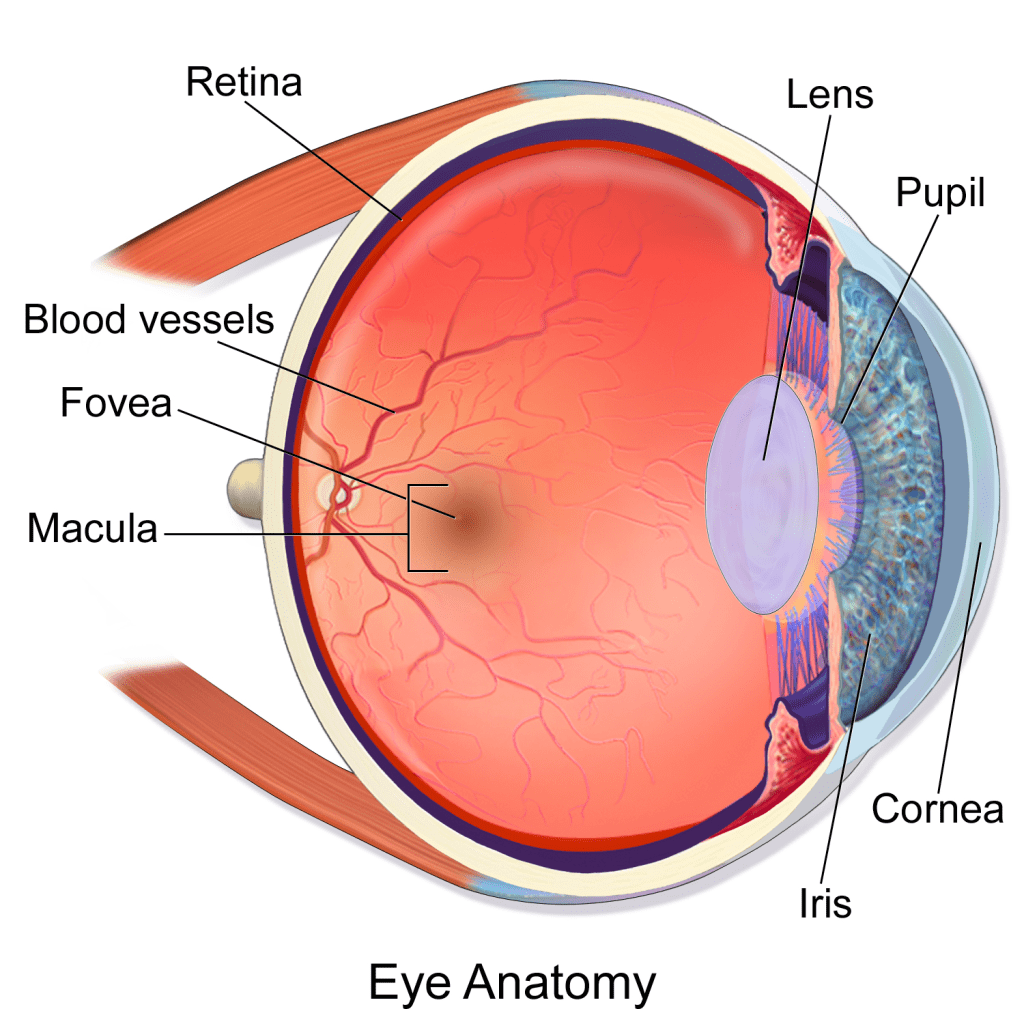 Anatomy of the Eye - Retina-Vitreous Surgeons of CNY